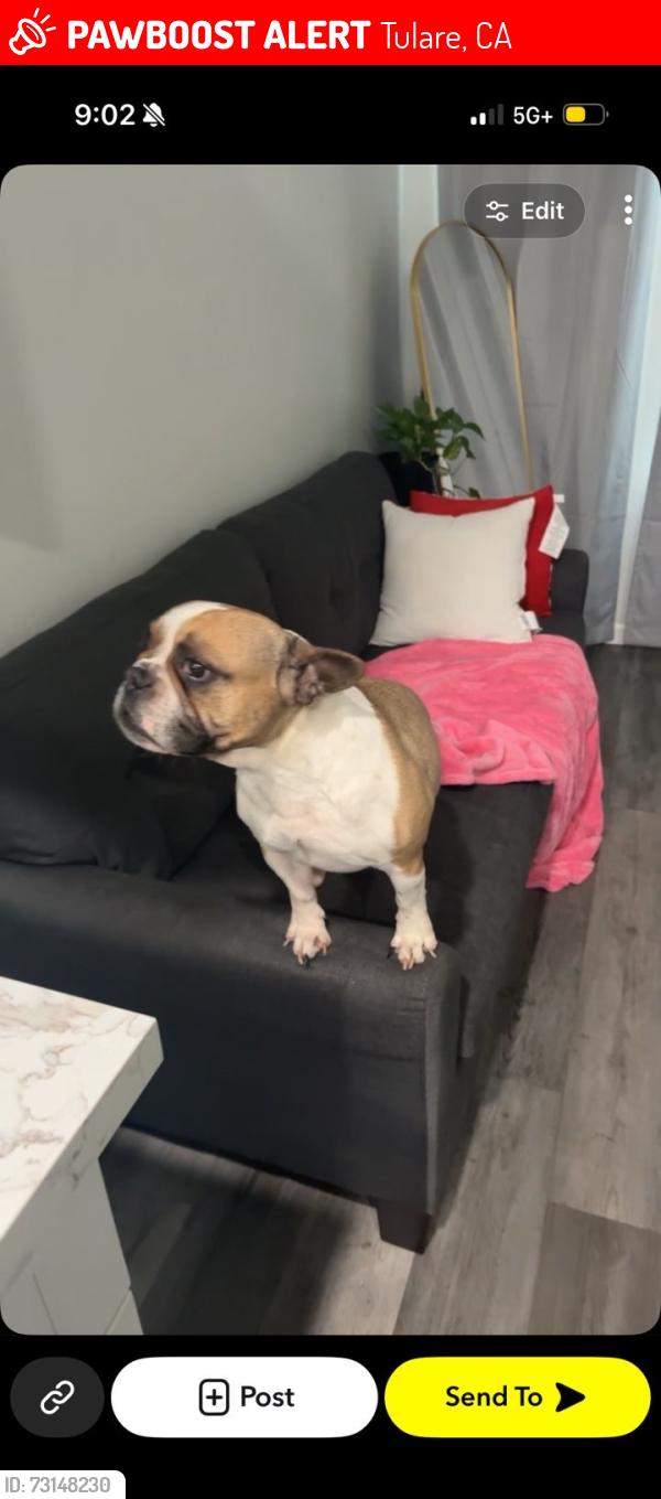 Lost Female Dog last seen Tulare ave and cherry street, Tulare, CA 93274