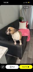 Lost Female Dog last seen Tulare ave and cherry street, Tulare, CA 93274