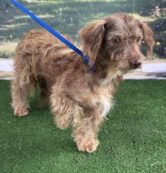 Shelter Stray Male Dog last seen Old Bandick Rd / Old Bundick Crossing, Brazos County, TX, 5359 Leonard Rd, Bryan, TX 77807, USA