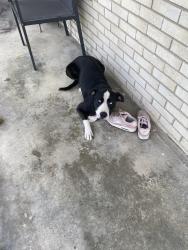 Lost Female Dog last seen Richards Road, Nashville, TN 37013