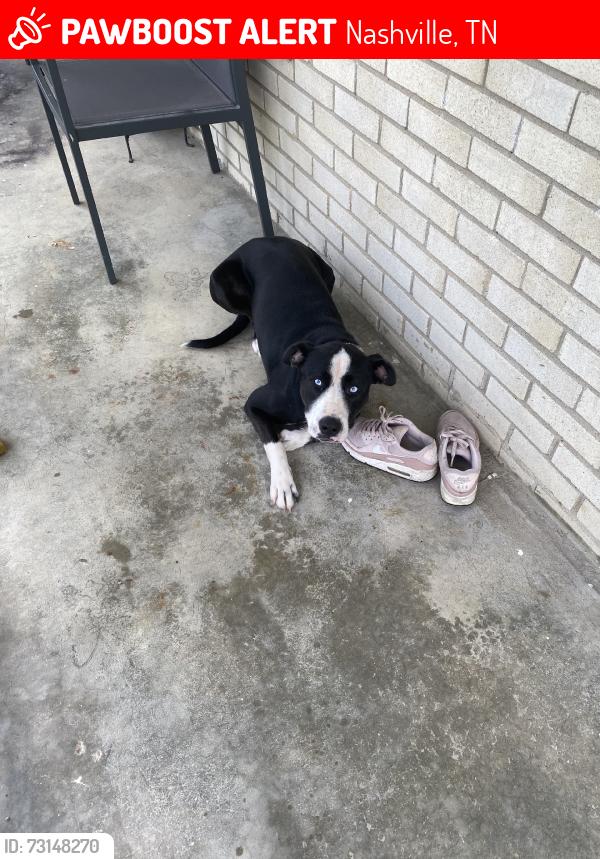 Lost Female Dog last seen Richards Road, Nashville, TN 37013