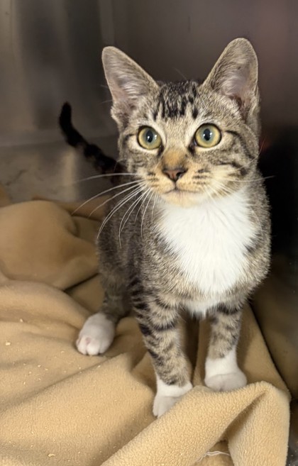 Shelter Stray Female Cat last seen Via Sel Norte, 75150, TX, 1650 Gross Rd, Mesquite, TX 75149, USA