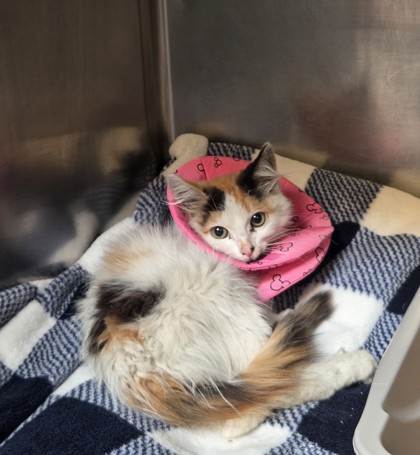 Shelter Stray Female Cat last seen Near Fullington St, Oakland, CA, 1101 29th Ave, Oakland, CA 94601, USA