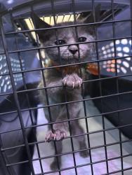 Shelter Stray Male Cat last seen 103rd and bancroft, Oakland, CA, 1101 29th Ave, Oakland, CA 94601, USA