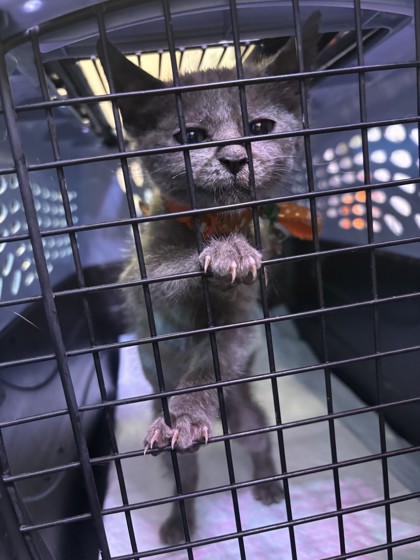 Shelter Stray Male Cat last seen 103rd and bancroft, Oakland, CA, 1101 29th Ave, Oakland, CA 94601, USA
