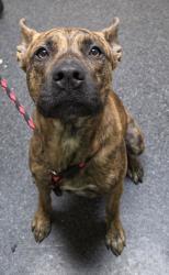 Shelter Stray Male Dog last seen Highland Pt Dr & Pleasant Grove, Roseville City, CA, 200 Tahoe Ave, Roseville, CA 95678, USA