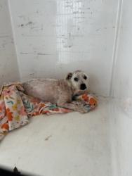 Shelter Stray Male Dog last seen Near Lilac Ave, City of Knoxville ASO, TN, 3201 Division St, Knoxville, TN 37919, USA