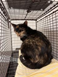 Shelter Stray Female Cat last seen Near Hickory Creek Rd, Knox County GP, TN, 3201 Division St, Knoxville, TN 37919, USA