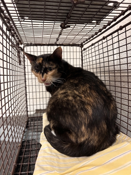 Shelter Stray Female Cat last seen Near Hickory Creek Rd, Knox County GP, TN, 3201 Division St, Knoxville, TN 37919, USA