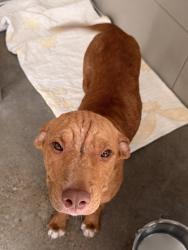 Shelter Stray Male Dog last seen E 95 & Wade Park, 3rd District, OH, 9203 Detroit Ave, Cleveland, OH 44102, USA