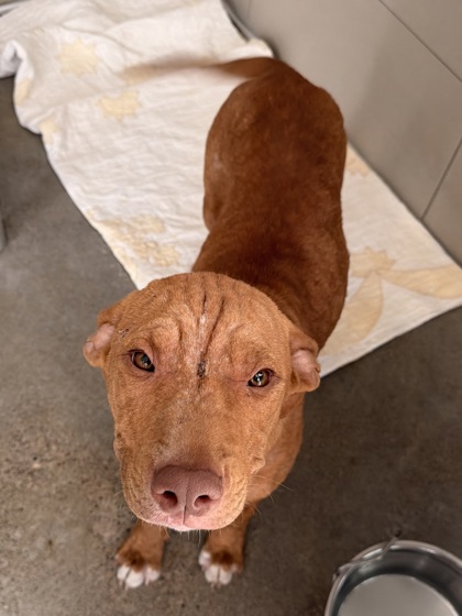 Shelter Stray Male Dog last seen E 95 & Wade Park, 3rd District, OH, 9203 Detroit Ave, Cleveland, OH 44102, USA