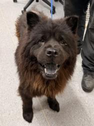 Shelter Stray Male Dog last seen Madison W 104, 1st District,, 9203 Detroit Ave, Cleveland, OH 44102, USA