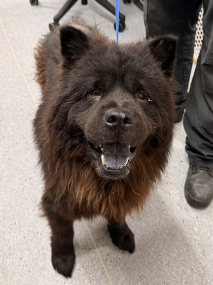 Shelter Stray Male Dog last seen Madison W 104, 1st District,, 9203 Detroit Ave, Cleveland, OH 44102, USA