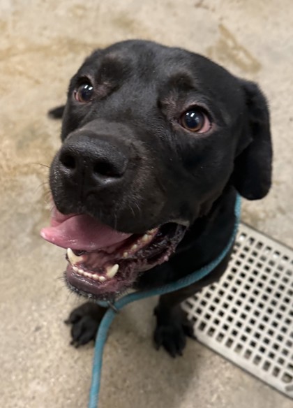 Shelter Stray Male Dog last seen E 67 & Harvard, 4th District, OH, 9203 Detroit Ave, Cleveland, OH 44102, USA