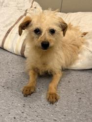 Shelter Stray Female Dog last seen Near Woodhill, 4th District, OH, 9203 Detroit Ave, Cleveland, OH 44102, USA