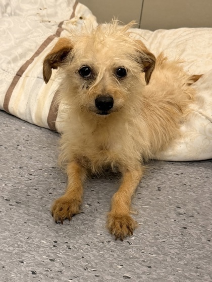 Shelter Stray Female Dog last seen Near Woodhill, 4th District, OH, 9203 Detroit Ave, Cleveland, OH 44102, USA