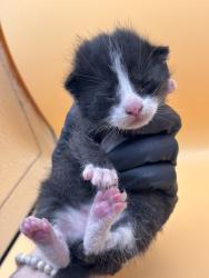 Shelter Stray Male Cat last seen Near Hickory Creek Rd, Knox County GP, TN, 3201 Division St, Knoxville, TN 37919, USA