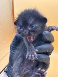 Shelter Stray Female Cat last seen Near Hickory Creek Rd, Knox County GP, TN, 3201 Division St, Knoxville, TN 37919, USA