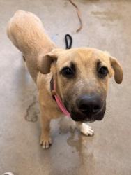 Shelter Stray Male Dog last seen Near W 69, 2nd District, OH, 9203 Detroit Ave, Cleveland, OH 44102, USA