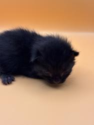 Shelter Stray Male Cat last seen Near Hickory Creek Rd, Knox County GP, TN, 3201 Division St, Knoxville, TN 37919, USA