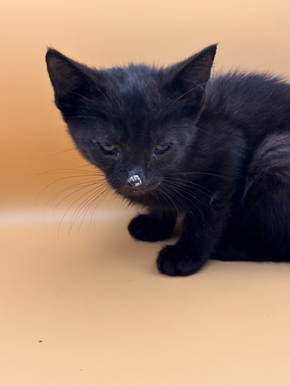Shelter Stray Male Cat last seen Near Western Ave, Knox County GP, TN, 3201 Division St, Knoxville, TN 37919, USA