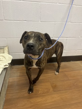 Shelter Stray Female Dog last seen Near MIDDLEWOOD DR, 70714, LA, 2550 Gourrier Ave, Baton Rouge, LA 70820, USA