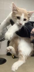 Shelter Stray Female Cat last seen Near Watermark Drive, North District, TX, 355 Hillshire Dr, Haslet, TX 76052, USA