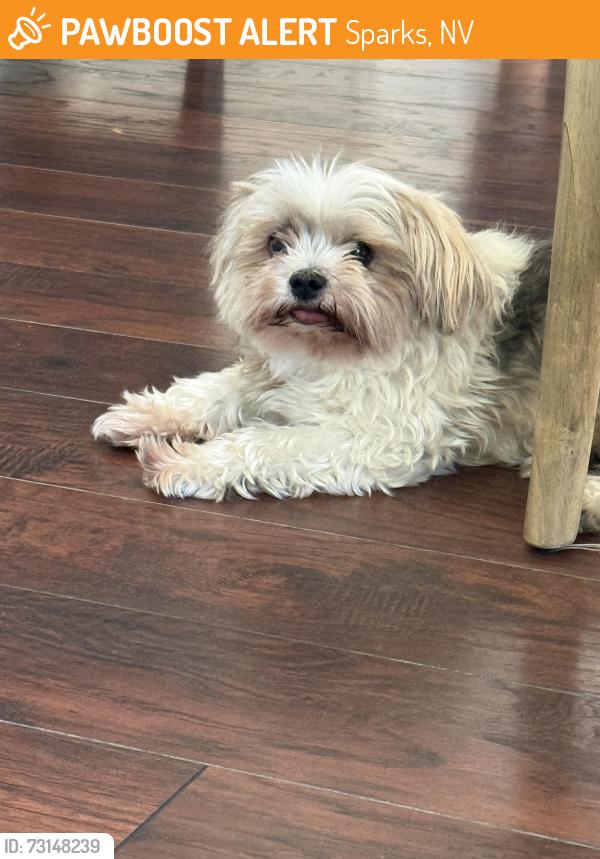Found/Stray Female Dog last seen Belmar, Sparks, NV 89436