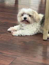 Found/Stray Female Dog last seen Belmar, Sparks, NV 89436