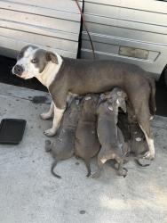 Found/Stray Female Dog last seen Laurel Canyon Blvd & Sheldon St, Los Angeles, CA 91605