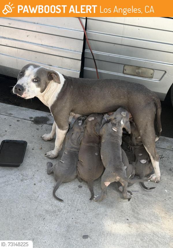 Found/Stray Female Dog last seen Laurel Canyon Blvd & Sheldon St, Los Angeles, CA 91605