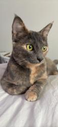 Lost Female Cat last seen Near meadow bend trl, Little Elm, TX 75068