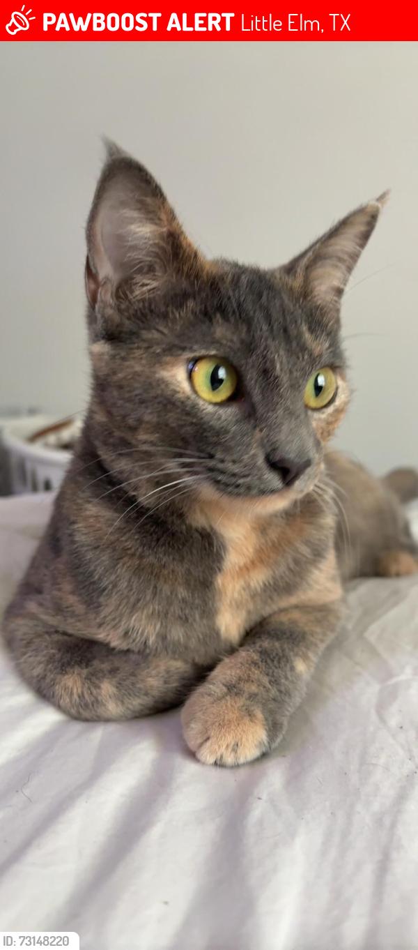 Lost Female Cat last seen Near meadow bend trl, Little Elm, TX 75068