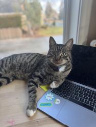 Reunited Male Cat last seen SW Metolius Dr and Devils lake loop, Bend, OR 97702