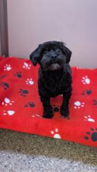 Lost Female Dog last seen Near the freeway by the airport, Los Angeles, CA 90012
