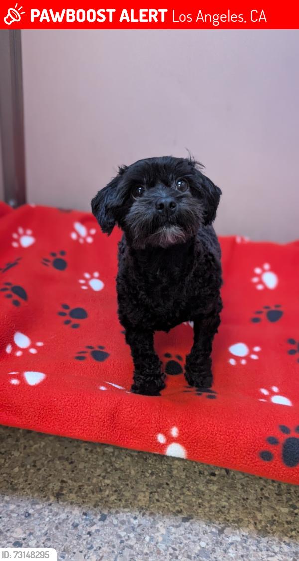 Lost Female Dog last seen Near the freeway by the airport, Los Angeles, CA 90012