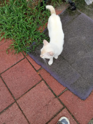 Found/Stray Male Cat last seen Normandeau street and rockledge, Spring Hill, FL 34610