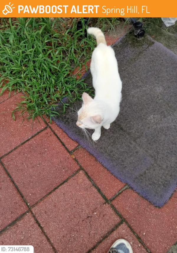 Found/Stray Male Cat last seen Normandeau street and rockledge, Spring Hill, FL 34610