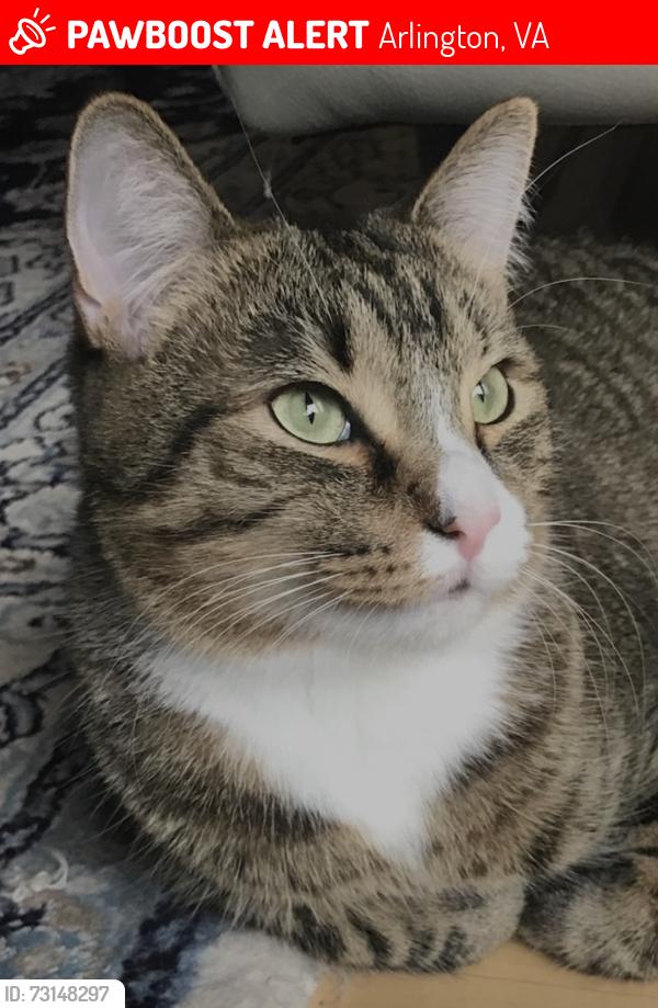 Lost Male Cat last seen N Oxford and 30th, Arlington, VA 22207