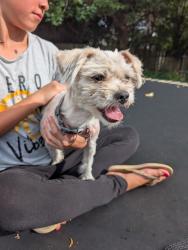 Reunited Male Dog last seen Woodrun Park, Yukon, OK 73099