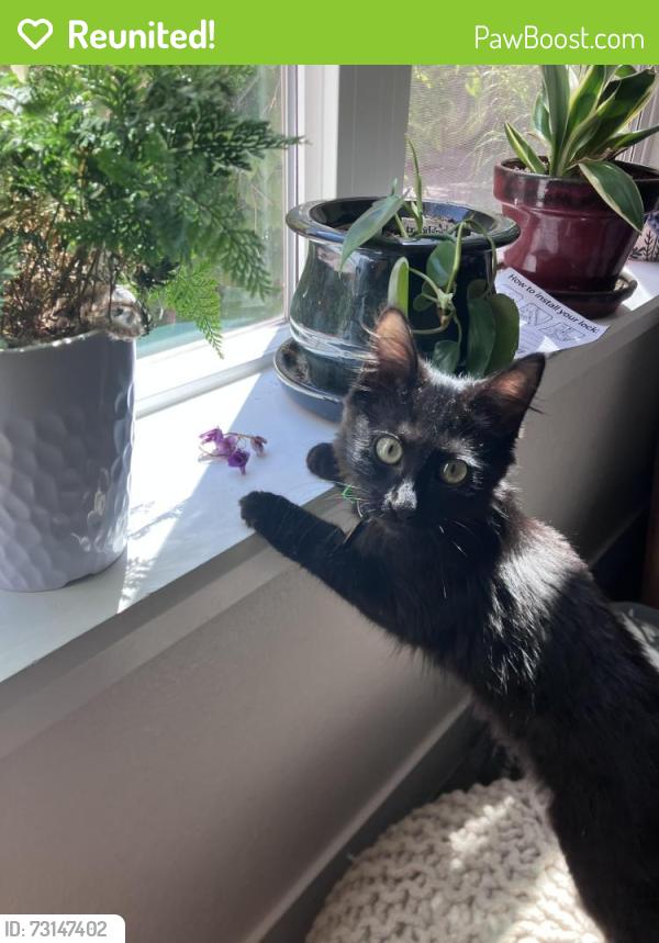Reunited Female Cat last seen Wilson Ct and Monroe, Denver, CO 80205