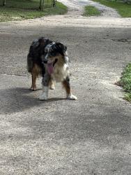 Found/Stray Unknown Dog last seen Tobacco Rd and Lowell, Montgomery County, TX 77316