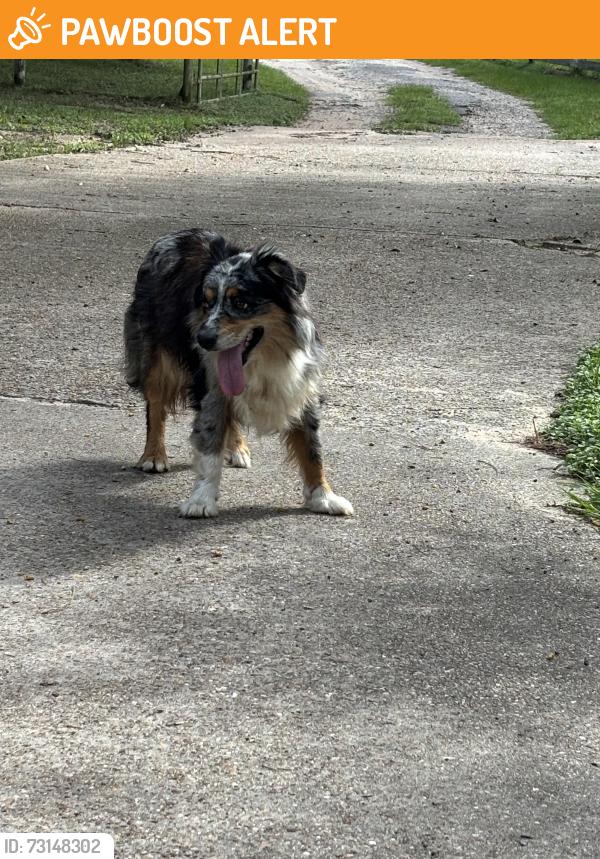 Found/Stray Unknown Dog last seen Tobacco Rd and Lowell, Montgomery County, TX 77316