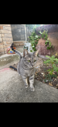Lost Female Cat last seen Nesbit, Austin, TX 78748