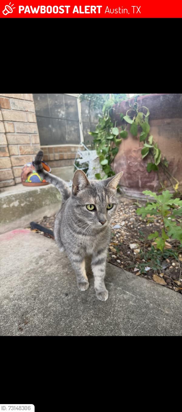 Lost Female Cat last seen Nesbit, Austin, TX 78748