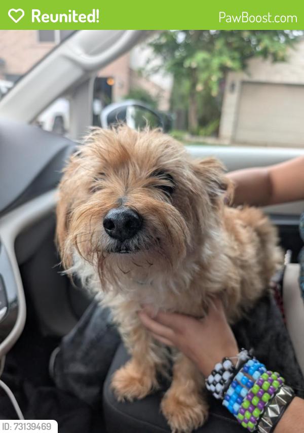 Reunited Male Dog last seen Paloma Lake Round Rock TX, Round Rock, TX 78665