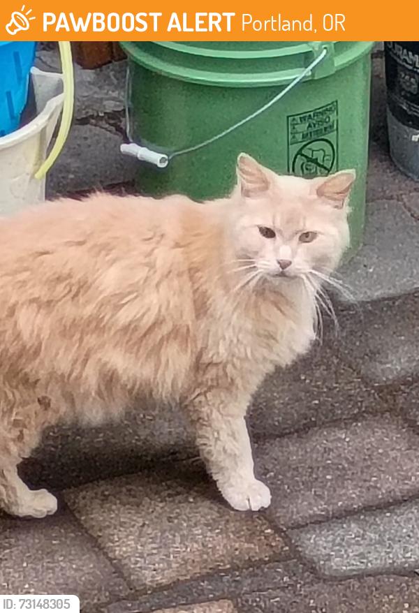 Found/Stray Unknown Cat last seen N Campbell near N Holman, Portland, OR 97217