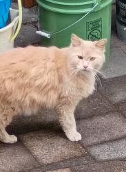 Found/Stray Unknown Cat last seen N Campbell near N Holman, Portland, OR 97217