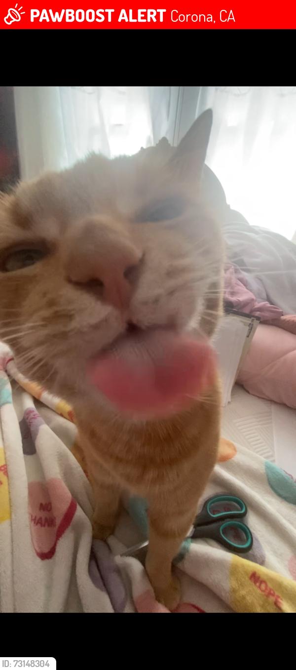 Lost Female Cat last seen corona, Corona, CA 92879