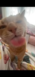 Lost Female Cat last seen corona, Corona, CA 92879